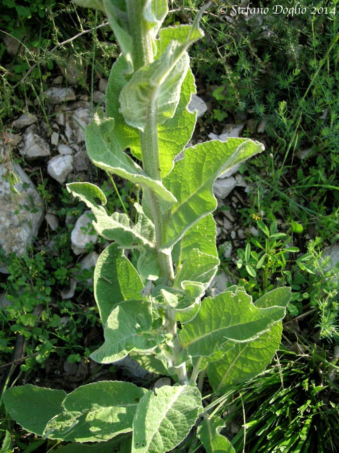 Thapsus phlomoides